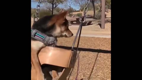 Cute and Funny Cat Dog