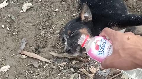 He knew how hard the pain of death was, so he did not kill animals and birds