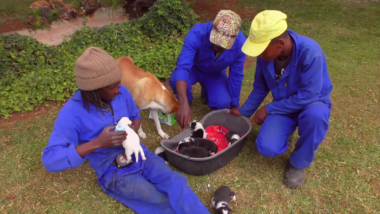 Feeding PUPPIES with BABY BOTTLE