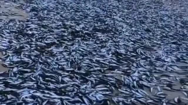 Thousands of fish strand on the beaches of Chile.