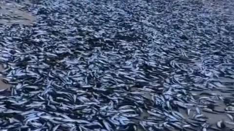 Thousands of fish strand on the beaches of Chile.