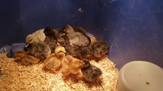 baby chicks