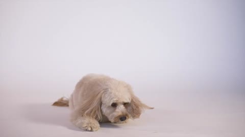 This brown hairy dog is spinning and playing