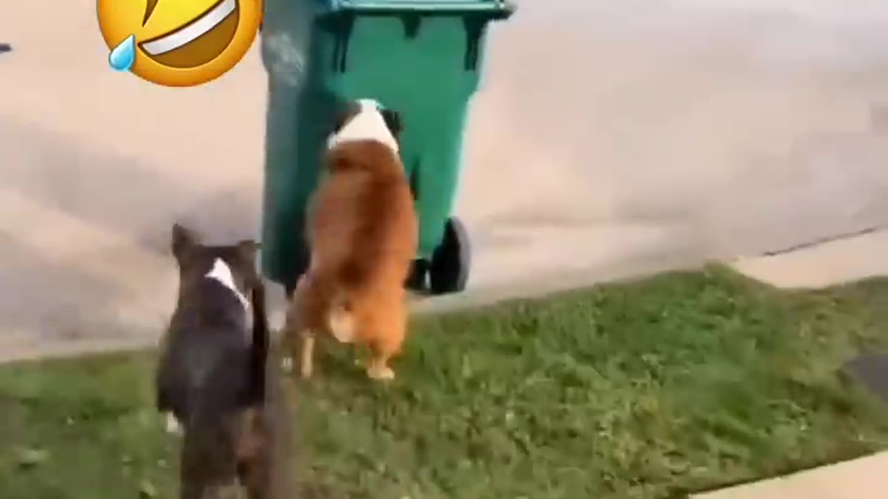 The funny Videos Moments😸🐶