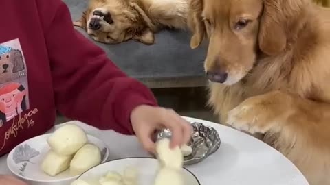 Funny dog