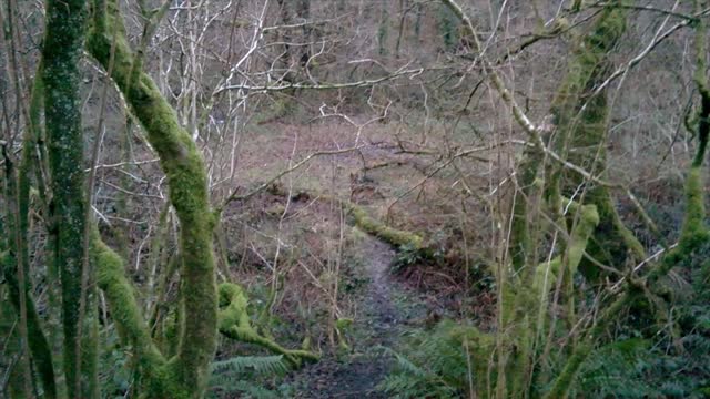 My funny wolf having a mad minute in the woods.