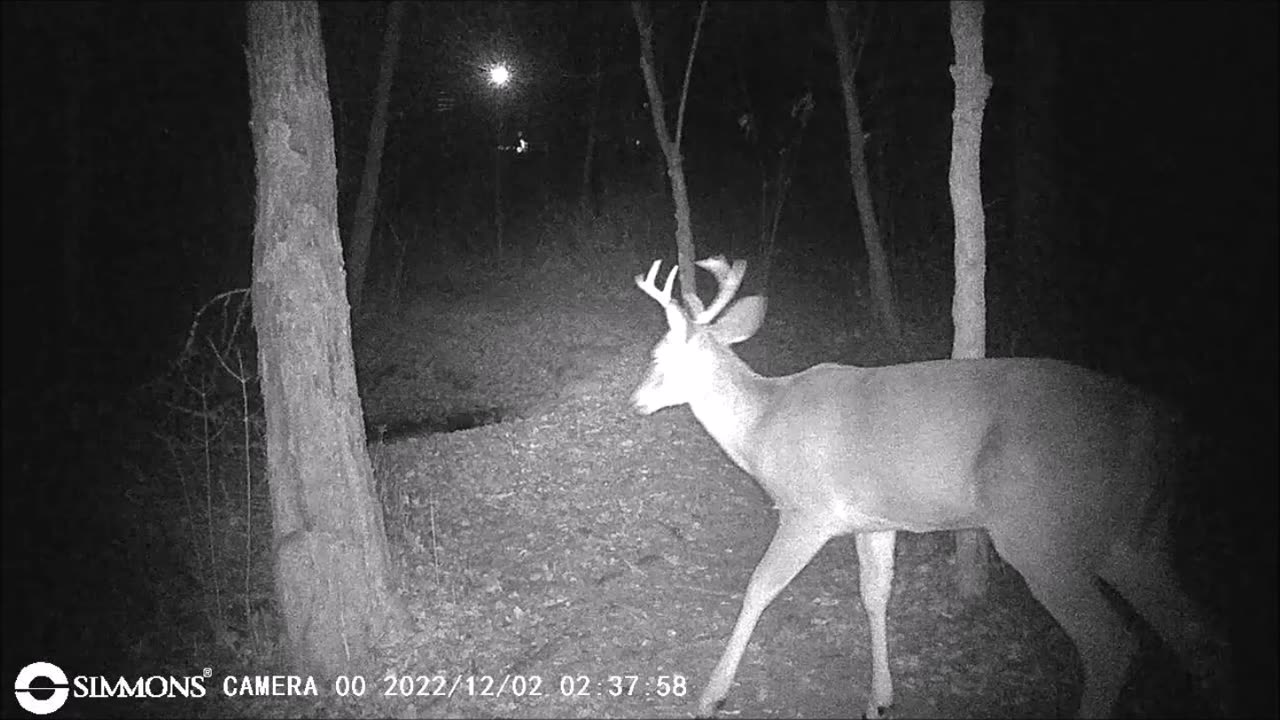 Backyard Trails Cams - Young 8 Point Buck