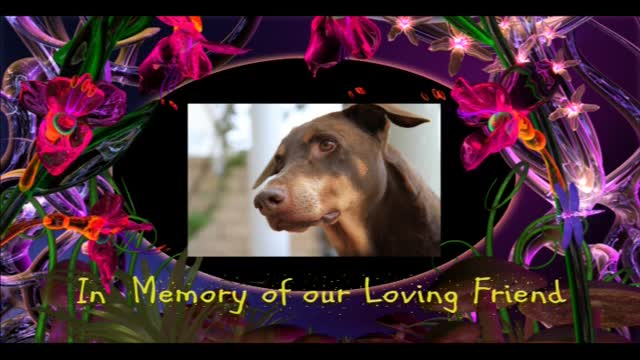 Roma The Doberman's Predecessor - Neuquen