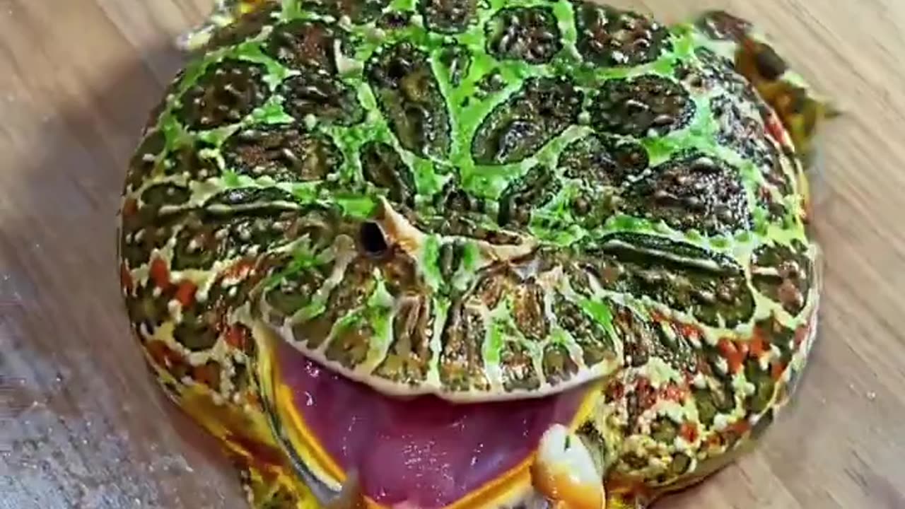 Brother Frog challenges Brother Crab and overturns