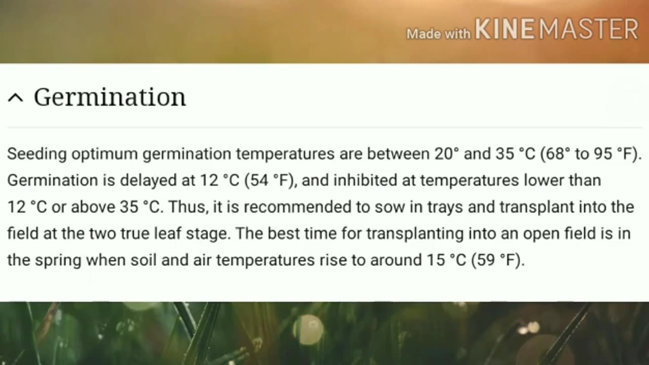 Kiwano _ Horned Melon _ Most exotic fruit of world _ Amazing and unknown fruit world