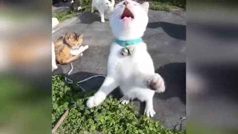 Funny cats and dogs moments Funny viddeos😂