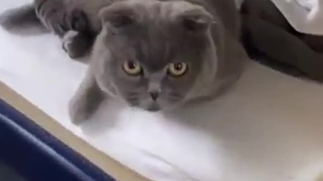 Cat video