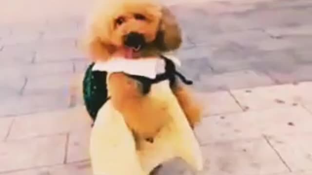 dog is carrying another dog on its back. It is called training