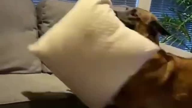 Cute Dog bringing his own Pillow to sleep