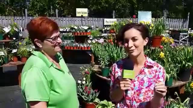 Video de la vente à 1$