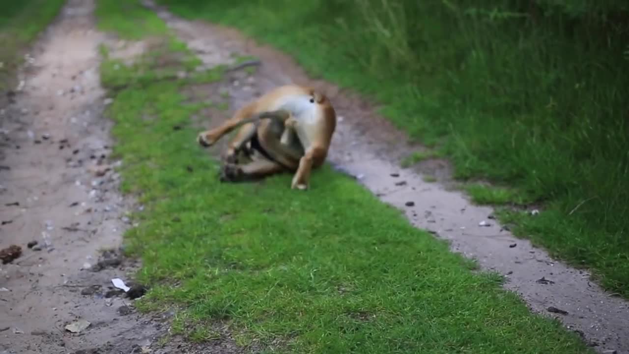 STEVEN'S DAILY ROUTINE OUR FRENCH BULLDOG!