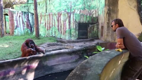 Orangutan throws back banana Peel