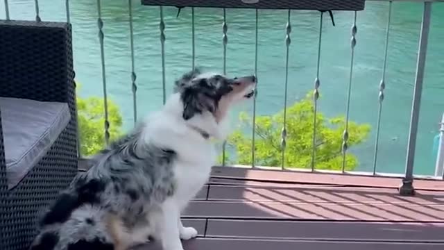 Two dogs sunbathing together