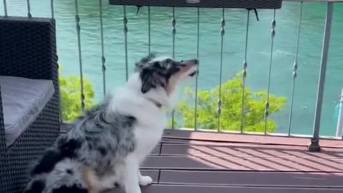 Two dogs sunbathing together