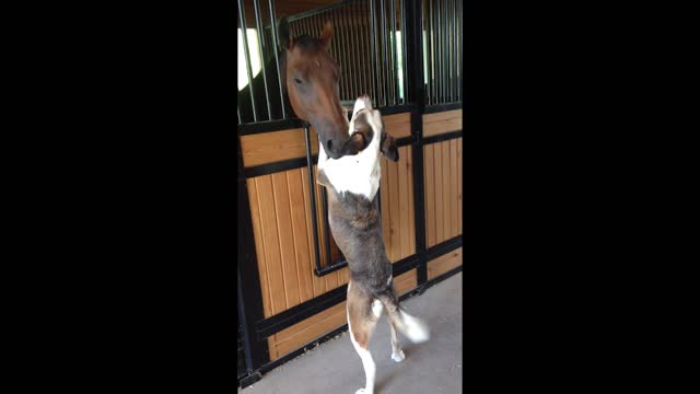 Horse And Dog Prove That Love Knows No Boundaries