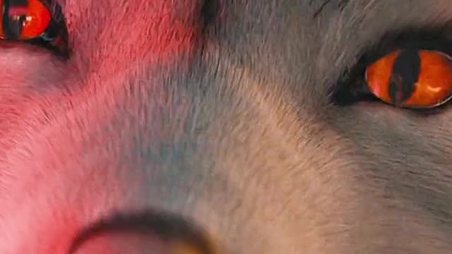 The most precious Arctic silver fox in the world
