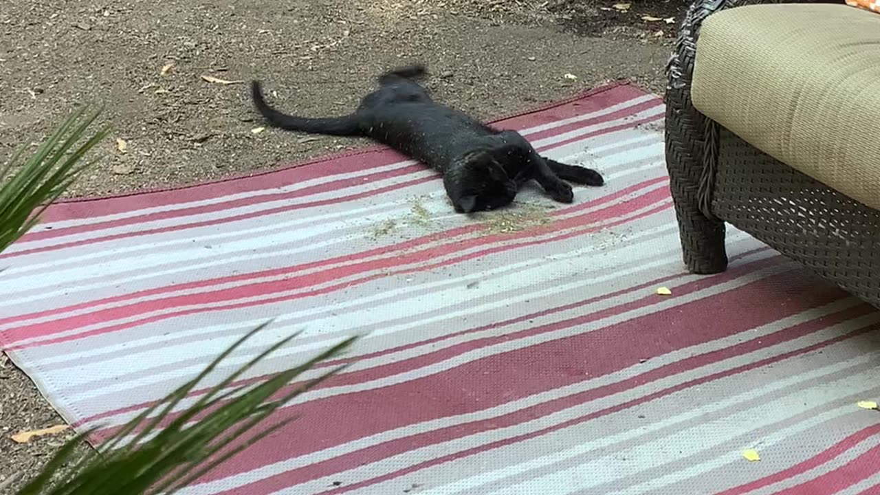 Rolling in catnip