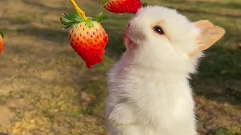 i knew strawberries grew on trees