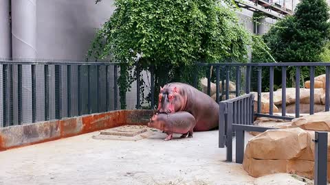 Big Wang's overbearing hippo