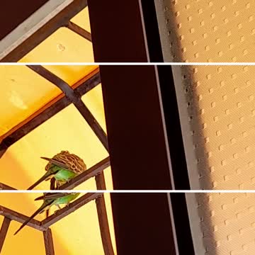 A small and cute guest🦜flew into our window!