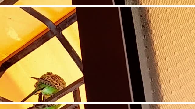A small and cute guest🦜flew into our window!