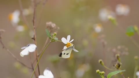 The Enchantment of Butterflies: A Guide to Their Beauty