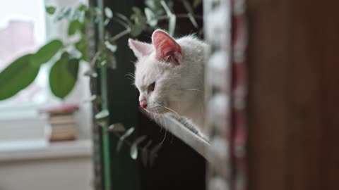 A Cat Hiding In The Bookshelves