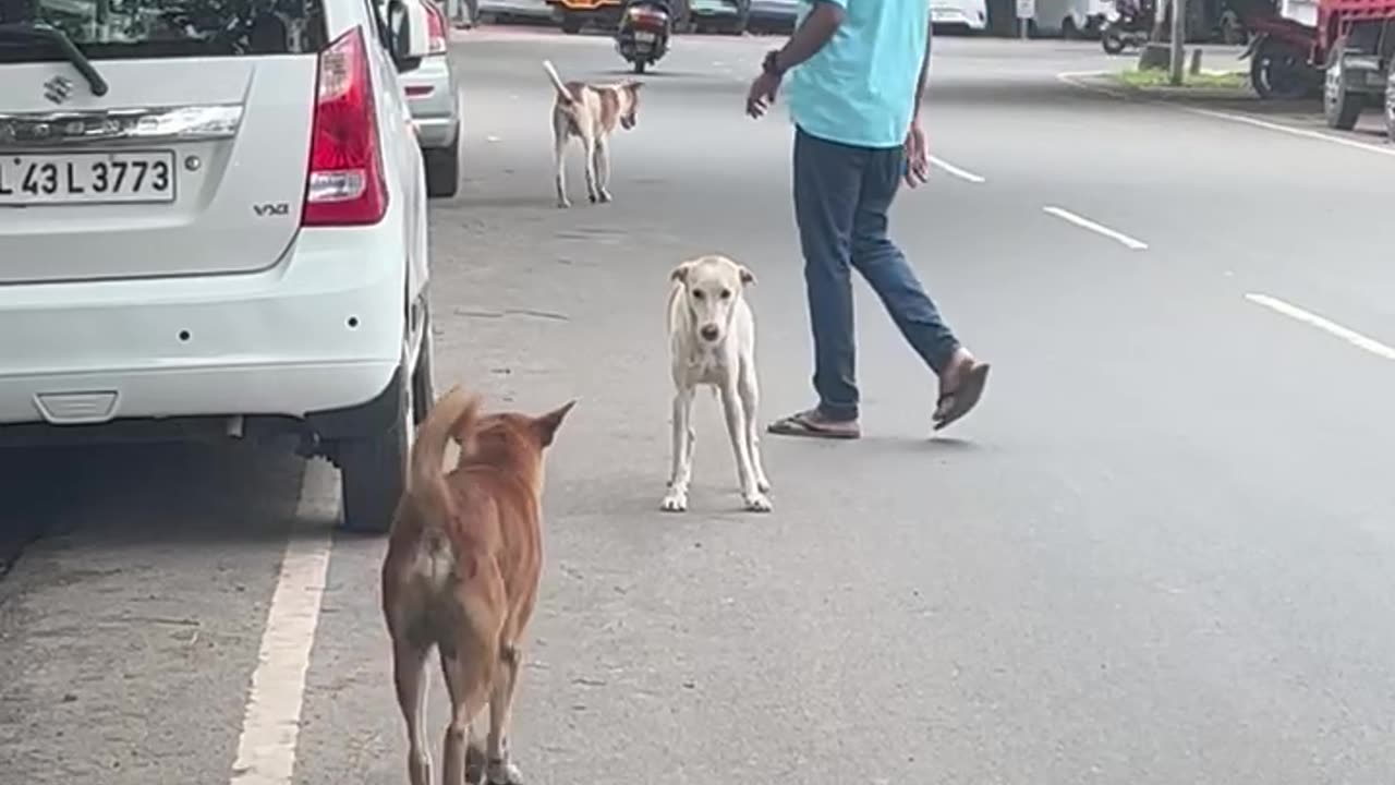 Pets Town at Gods own Country