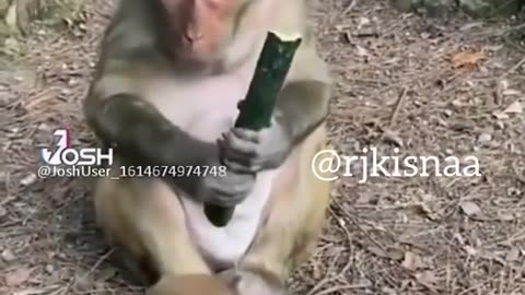 funny monkey videos