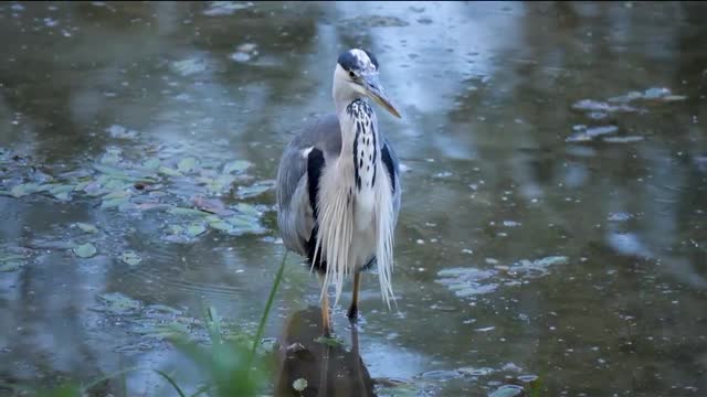 Geras birds in the water