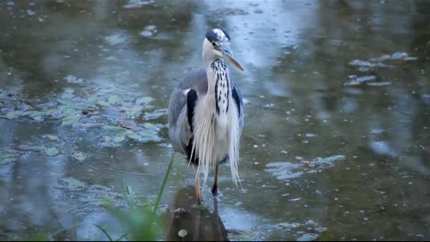 Geras birds in the water