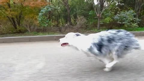 The athletic ability of a border collie is top notch