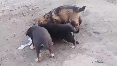 Feeding the Boys