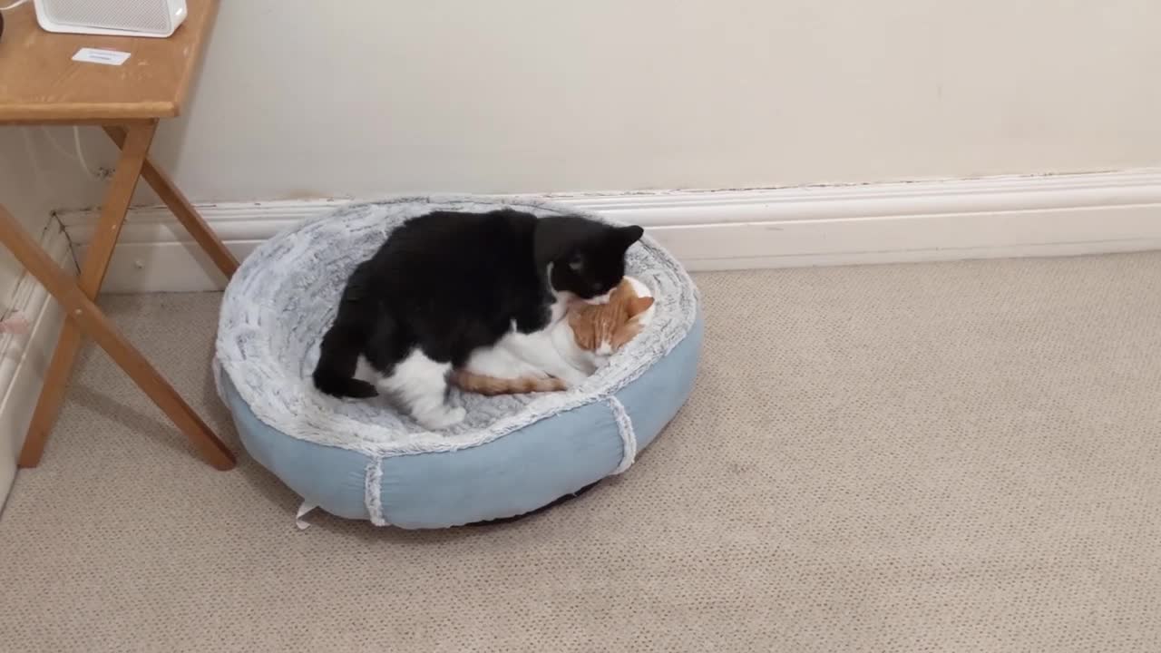 Cat Kisses Then Bites Other Cat