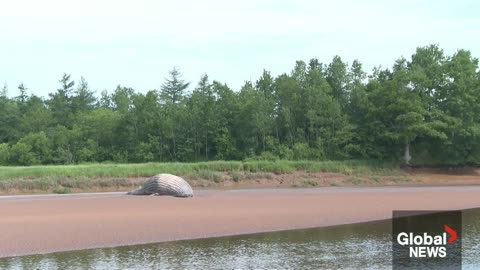 Dead humpback whale washed up on Nova Scotia shore: "I’ve never seen anything like it"