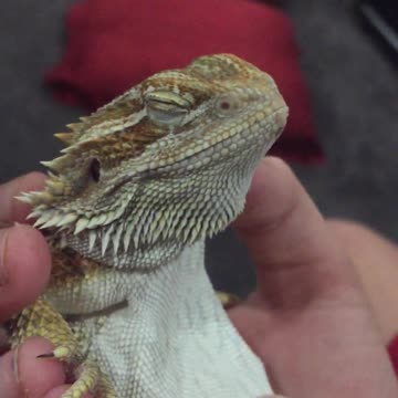 ¿La lagartija más relajada del mundo?