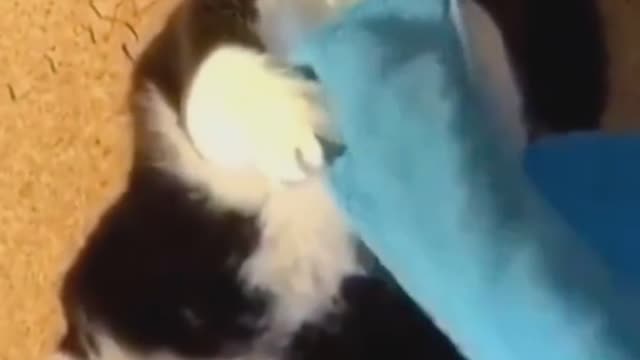 Funny Cat Video