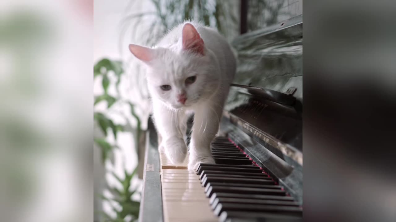 A beautiful cat walking on the piano