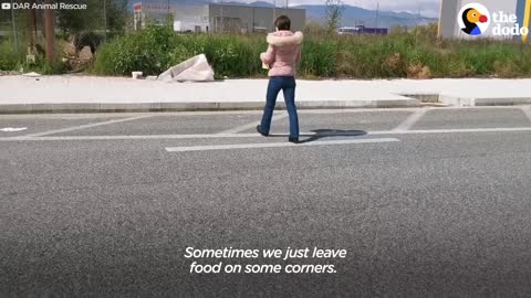 9_This Woman Travels All Over Greece To Feed Hundreds Of Stray Animals The Dodo