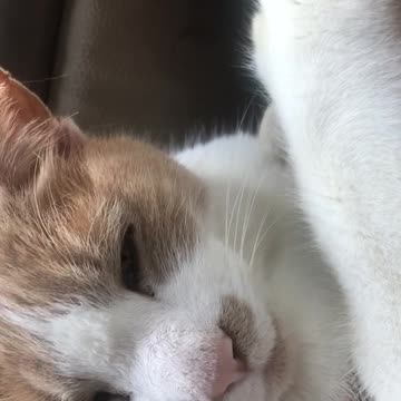 Paige enjoying the morning