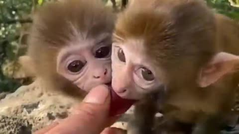 Funny Baby Animals...!!!!!!!