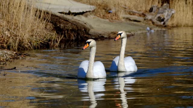 beautiful swans swimming in lake HD Free video