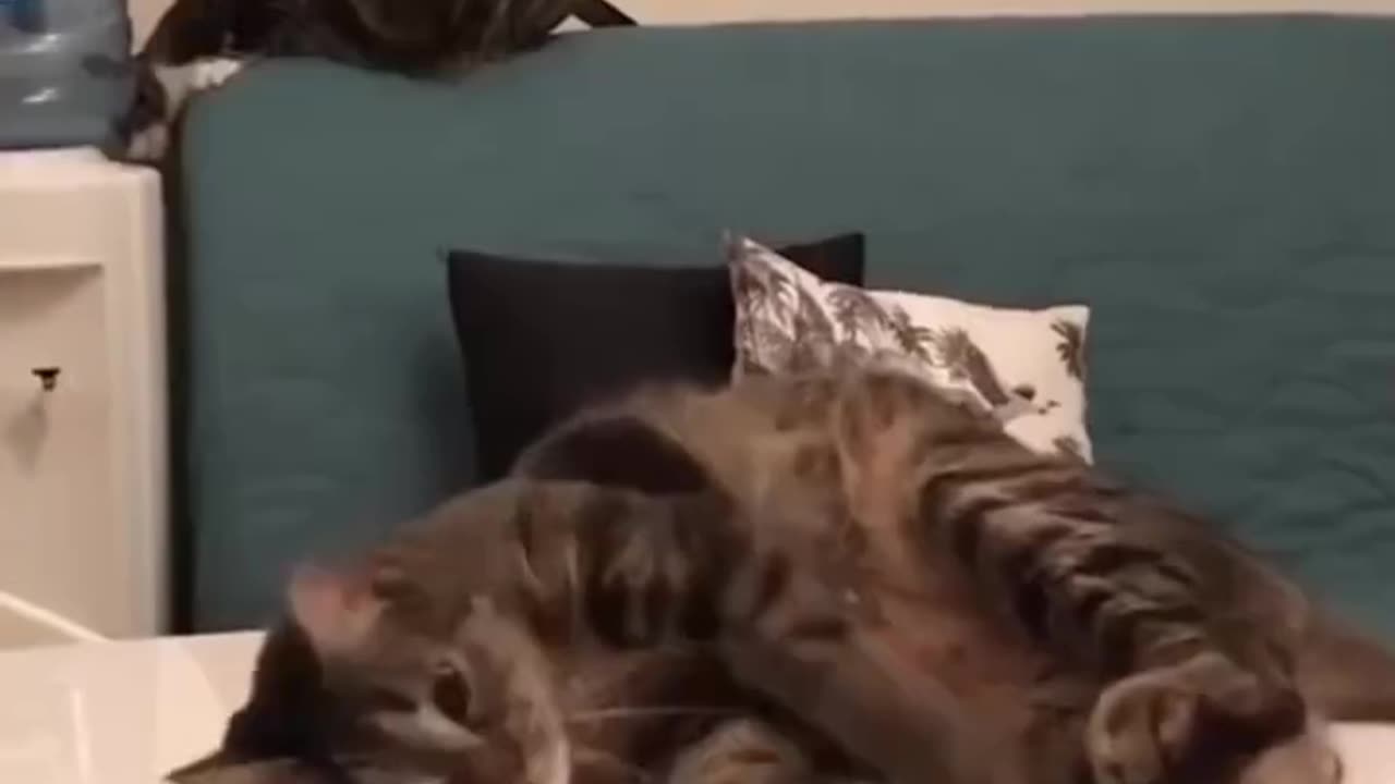 FUNNY ANIMALS