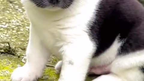 Guess this dog 🐶🐕🐶 #dog #pet #animal