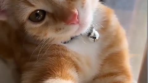 Cute cat 💓💟So cute cat #rumble